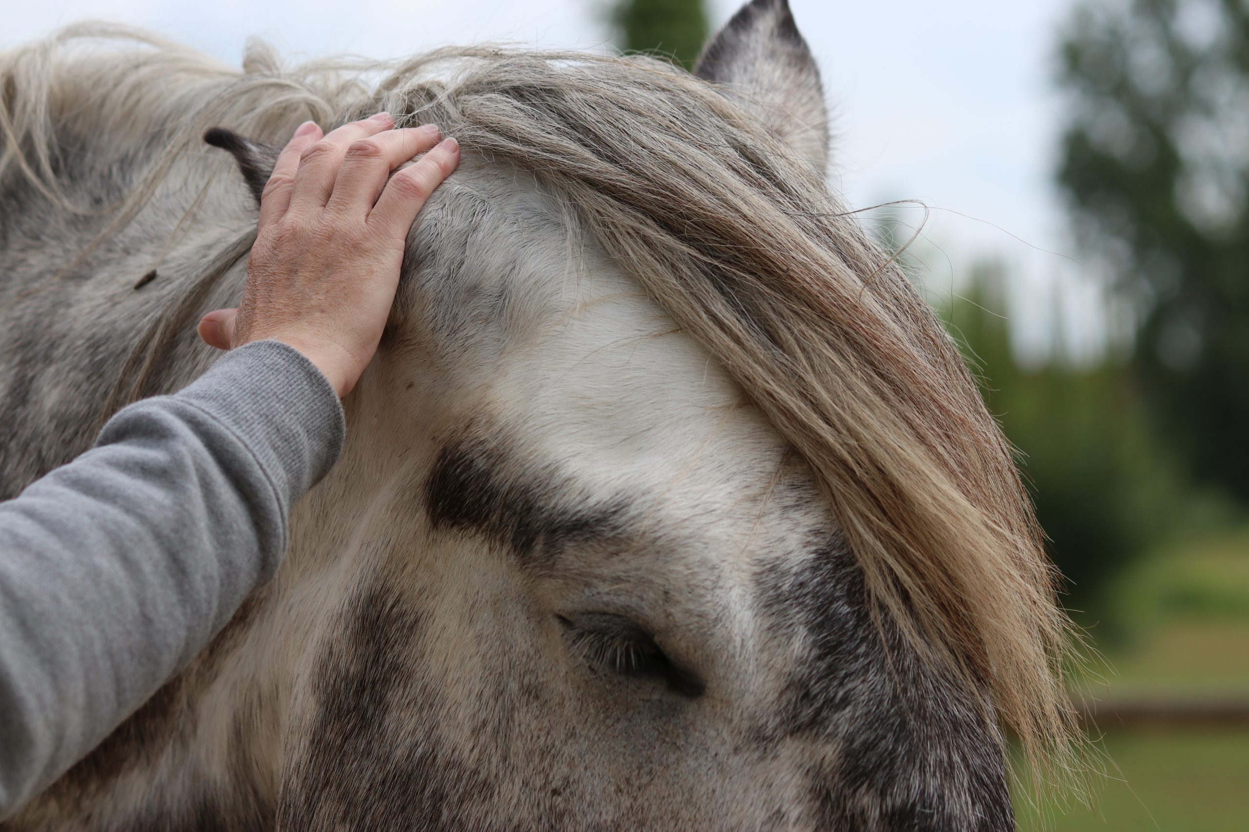 lien cheval